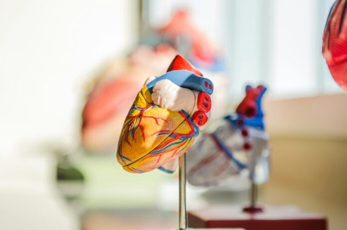 Photo by jesse orrico selective focus photography of heart organ illustration