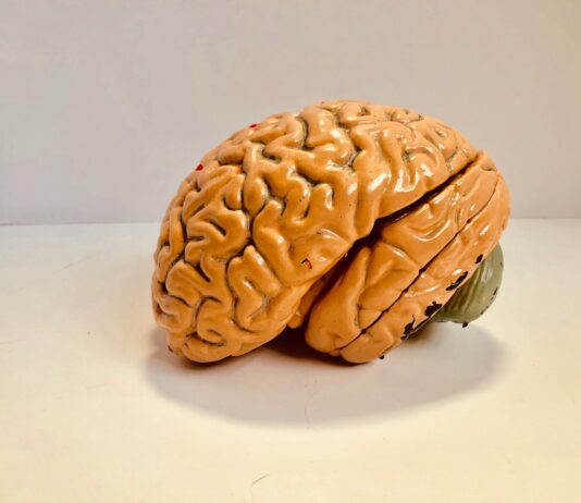 뇌건강을 지키는 생활 습관, 지금 바로 실천하세요 human brain figurine