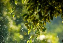 일상 속 ‘웰니스 문화’, 건강한 삶을 위한 실천법이 뜬다 selective focus photo of green vine