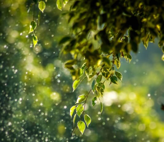 일상 속 ‘웰니스 문화’, 건강한 삶을 위한 실천법이 뜬다 selective focus photo of green vine