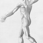 “근육 건강, 일상 속 작은 변화로 키운다… 한국식 루틴이 뜬다” Human musculature from behind