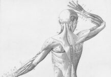 “근육 건강, 일상 속 작은 변화로 키운다… 한국식 루틴이 뜬다” Human musculature from behind