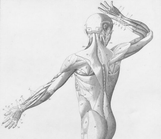 “근육 건강, 일상 속 작은 변화로 키운다… 한국식 루틴이 뜬다” Human musculature from behind